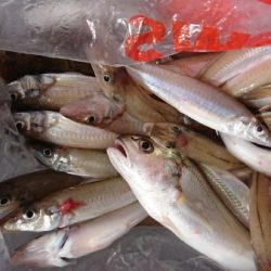 オーフリー 釣果