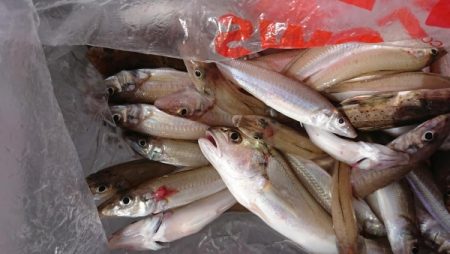 オーフリー 釣果