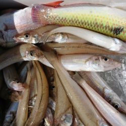 オーフリー 釣果