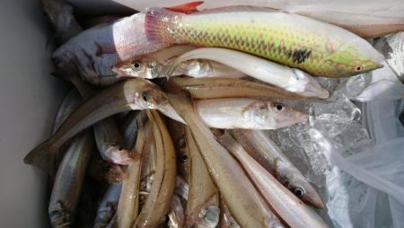 オーフリー 釣果