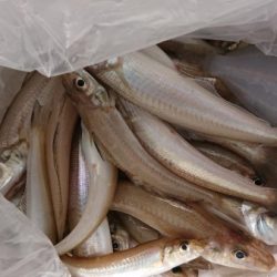 オーフリー 釣果