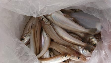 オーフリー 釣果