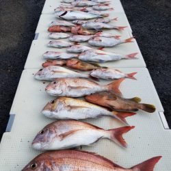 オーフリー 釣果