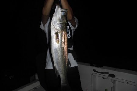 ルアー船マヒマヒ 釣果