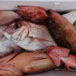 オーフリー 釣果