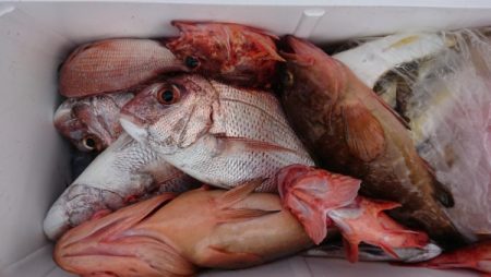 オーフリー 釣果