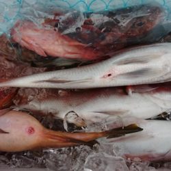 オーフリー 釣果