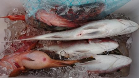 オーフリー 釣果