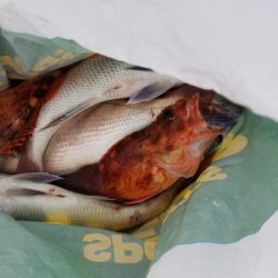 オーフリー 釣果