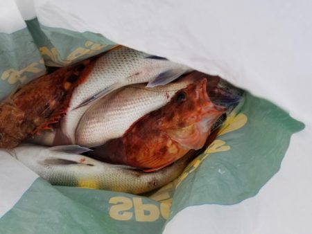 オーフリー 釣果