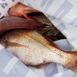 オーフリー 釣果