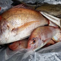 オーフリー 釣果