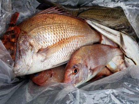 オーフリー 釣果