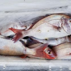 オーフリー 釣果