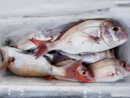 オーフリー 釣果