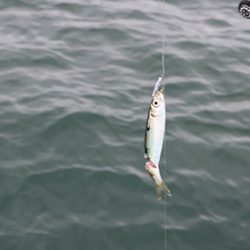 松本釣船2 釣果