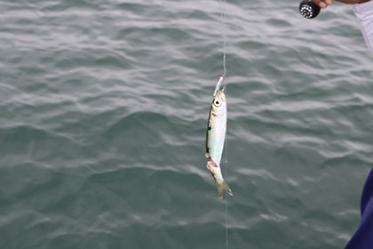 松本釣船2 釣果