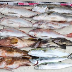 松本釣船2 釣果