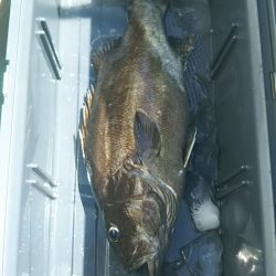 モンロー号 釣果