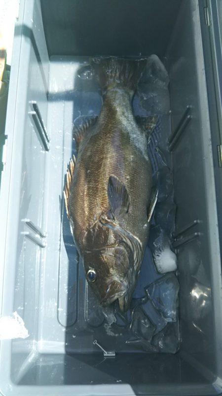 モンロー号 釣果