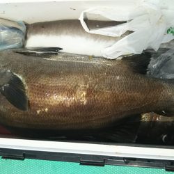 モンロー号 釣果