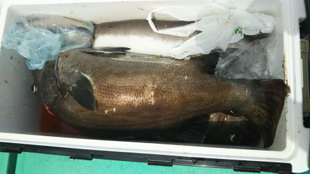 モンロー号 釣果