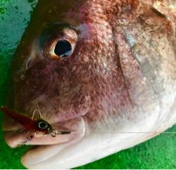 利弥丸（としやまる） 釣果