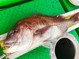 利弥丸（としやまる） 釣果