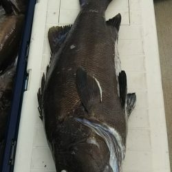 モンロー号 釣果