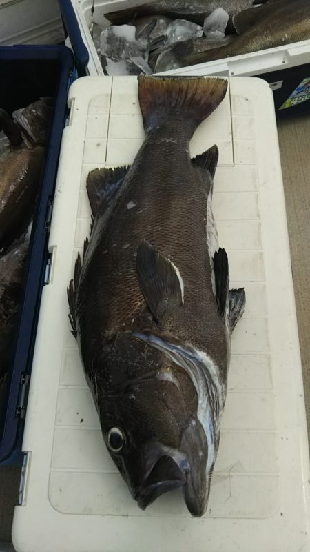 モンロー号 釣果