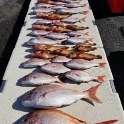 オーフリー 釣果