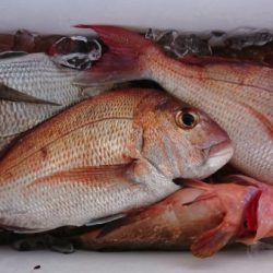 オーフリー 釣果