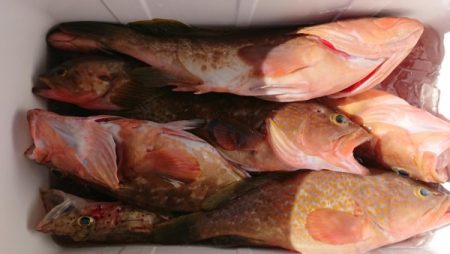 オーフリー 釣果