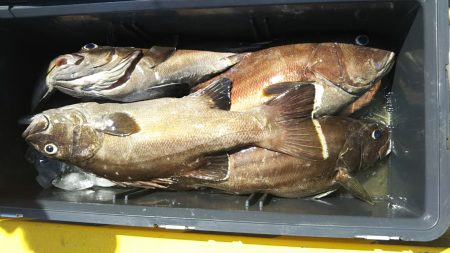 モンロー号 釣果