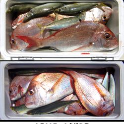 来温丸(らいおんまる) 釣果