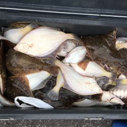 第八平成丸 釣果