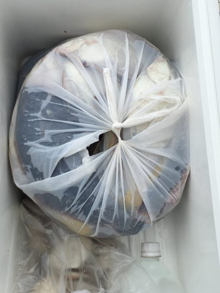 第八平成丸 釣果