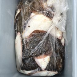 第八平成丸 釣果