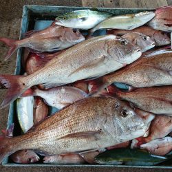 明神釣船 釣果