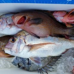 オーフリー 釣果