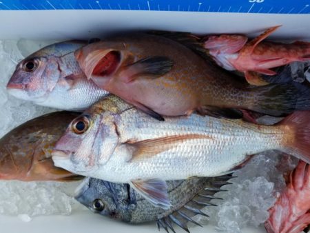 オーフリー 釣果