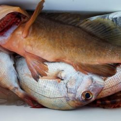 オーフリー 釣果