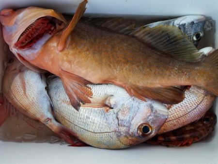 オーフリー 釣果