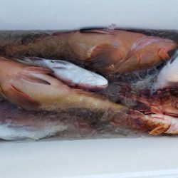 オーフリー 釣果