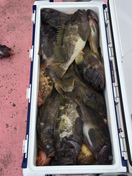 第八平成丸 釣果