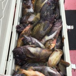 第八平成丸 釣果