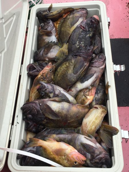 第八平成丸 釣果