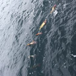 第八平成丸 釣果