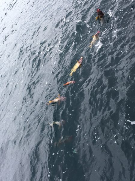 第八平成丸 釣果