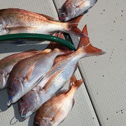 松本釣船２ 釣果